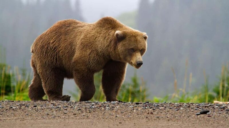 From Bucharest: Fgra Mountains and Bear Watching Tour - An In-Depth Look at the Experience