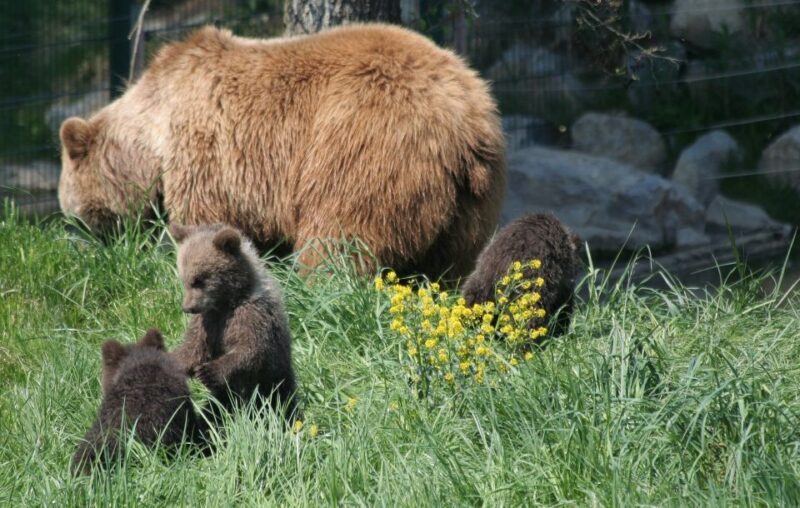 From Bucharest: Libearty Bear Sanctuary and Dracula's Castle - Final Thoughts: Is This Tour for You?