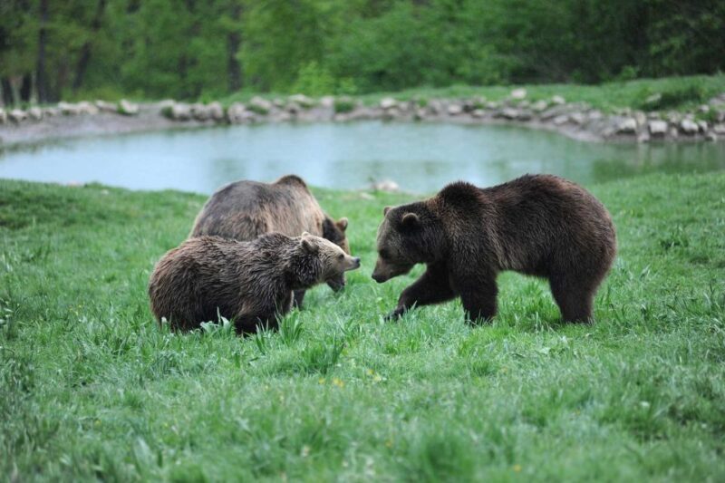 From Bucharest: Libearty Bear Sanctuary and Dracula's Castle - Frequently Asked Questions
