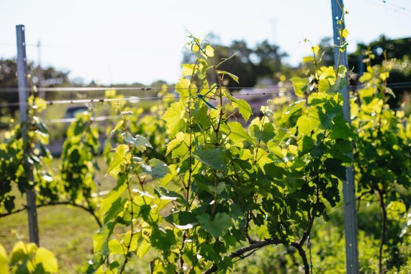 From Budapest: Etyek Wine Tasting Tour with 3-Course Meal - Practical Details & Tips