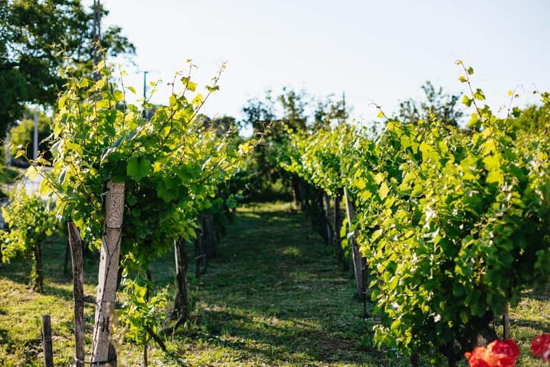 From Budapest: Etyek Wine Tasting Tour with 3-Course Meal - Final Thoughts