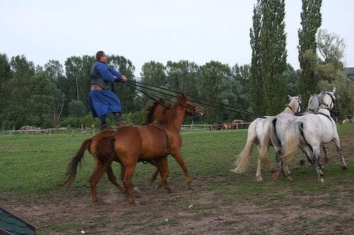 From Budapest: Puszta Horse Show and Countryside Visit - What to Expect: An In-Depth Look at the Experience