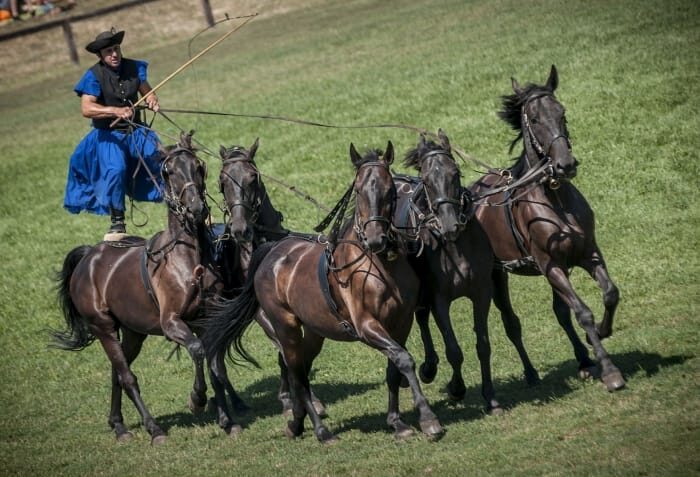 From Budapest: Puszta Horse Show and Countryside Visit - Analyzing the Value