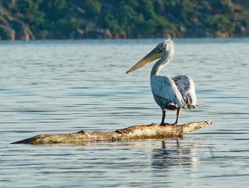 From Budva: Skadar Lake Land and Boat Tour - A Practical Look at the Skadar Lake Tour from Budva