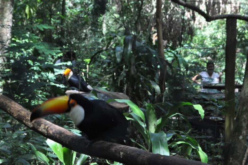 From Buenos Aires: 3-Day Iguazu Falls Tour with Airfare - Unpacking the Iguazu Falls 3-Day Tour: What to Expect