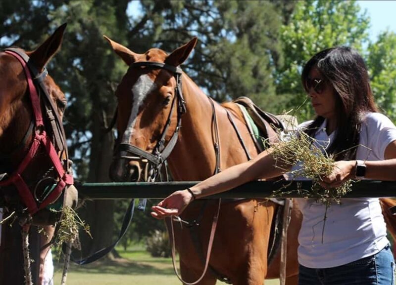 From Buenos Aires: Polo Match, Lesson, and BBQ Day-Trip - From Buenos Aires: Polo Match, Lesson, and BBQ Day-Trip – An Authentic Argentinian Polo Experience
