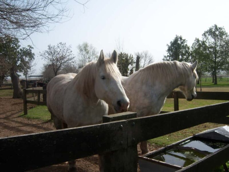 From Buenos Aires: San Antonio de Areco Day Tour - A Closer Look at the Itinerary