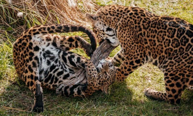 From Buenos Aires: Temaiken Zoo Tour with Ticket Included - Key Points