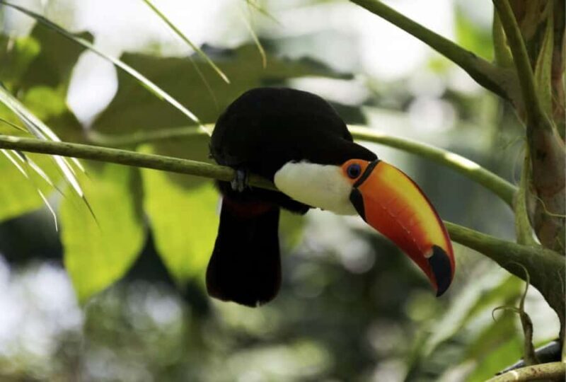 From Buenos Aires: Temaiken Zoo Tour with Ticket Included - FAQ