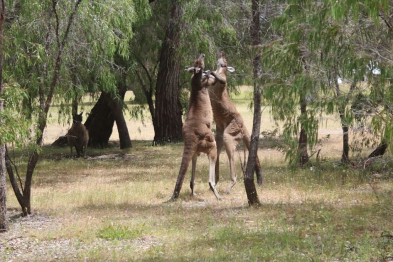 From Busselton: Half-Day Coastal and Wildlife Eco Tour - Frequently Asked Questions