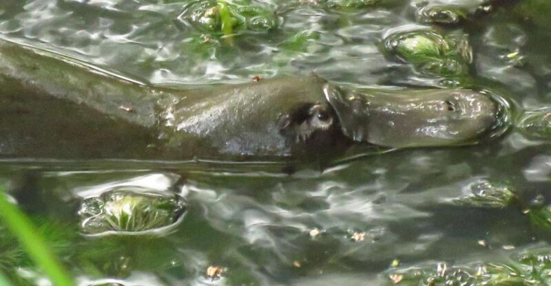 From Byron Bay: Platypus Spotting Walk - From Byron Bay: Platypus Spotting Walk — A Genuine Australian Wildlife Encounter