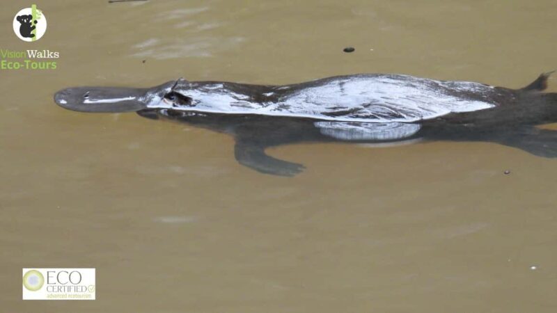 From Byron Bay: Platypus Spotting Walk - Key Points