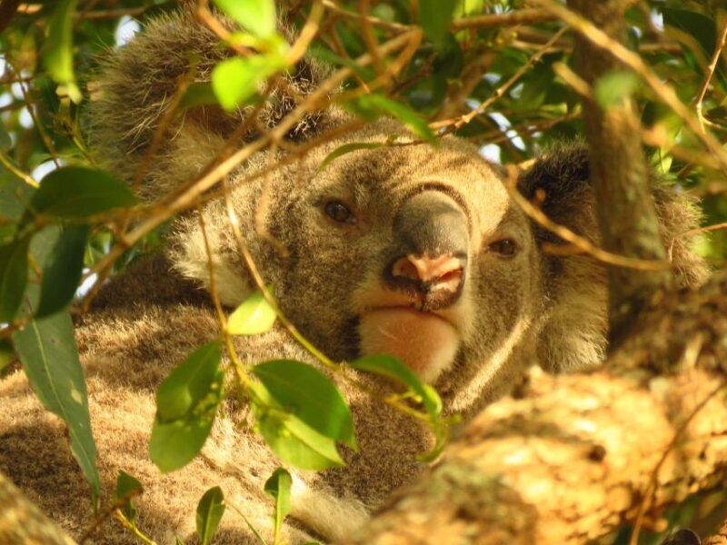 From Byron Bay: Platypus Spotting Walk - Why This Tour Offers Great Value