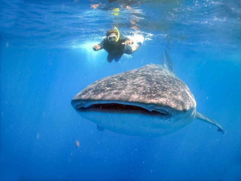 From Cabo: Snorkel with Whale Sharks in La Paz - A Deep Dive into the Experience