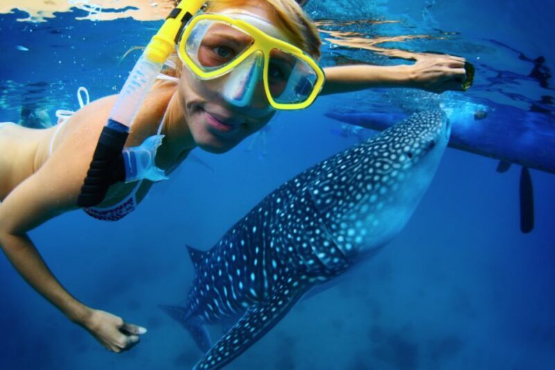 From Cabo: Snorkel with Whale Sharks in La Paz - Who Will Love This Tour?