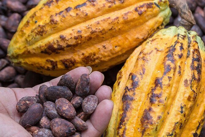 From Cacao to Chocolate: Private Tour in Manta - FAQ