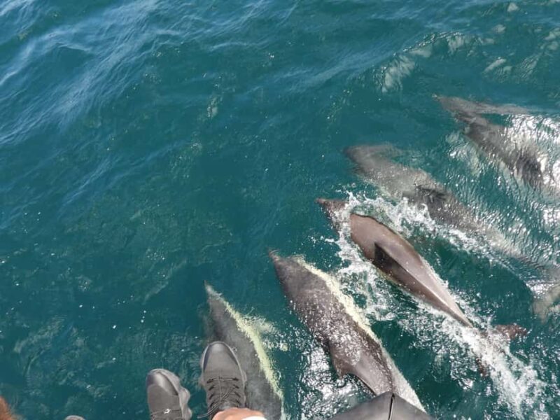From Cádiz Bay: Tarifa Dolphin Watching Tour - Key Points