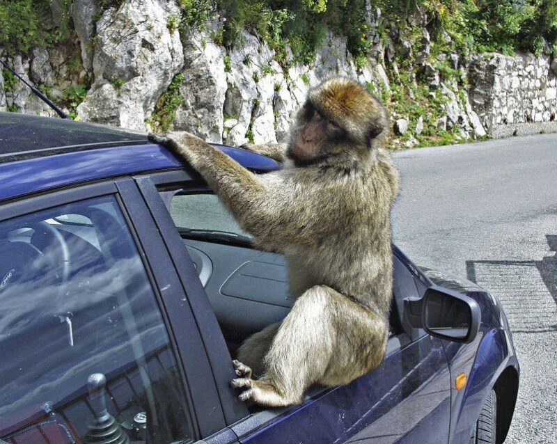 From Cadiz: Gibraltar Private Full-Day Trip - FAQ