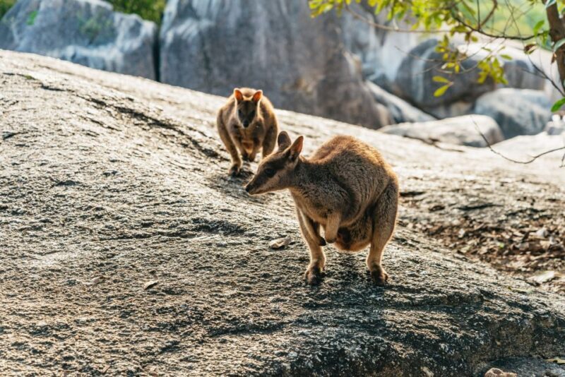 From Cairns: Chillagoe Caves and Outback Full-Day Tour - From Cairns: Chillagoe Caves and Outback Full-Day Tour