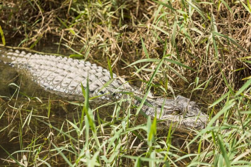 From Cairns: Daintree Rainforest & Cape Tribulation 4WD Tour - Frequently Asked Questions
