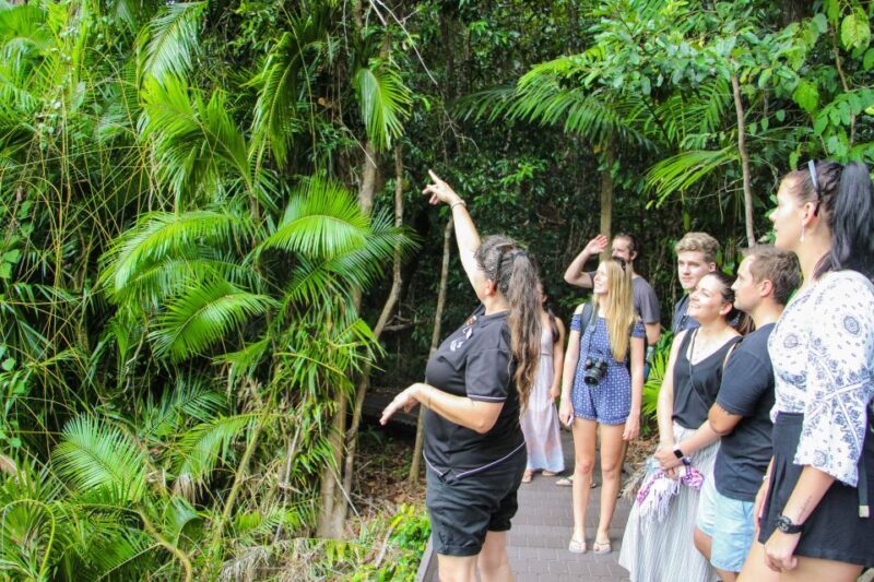 From Cairns: Daintree Wilderness & Cape Tribulation Bus Tour - From Cairns: Daintree Wilderness & Cape Tribulation Bus Tour