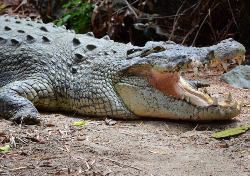From Cairns: Daintree Wilderness & Cape Tribulation Bus Tour - The Sum Up
