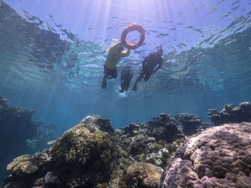 From Cairns: Great Barrier Reef Cruise by Premium Catamaran - From Cairns: Great Barrier Reef Cruise by Premium Catamaran