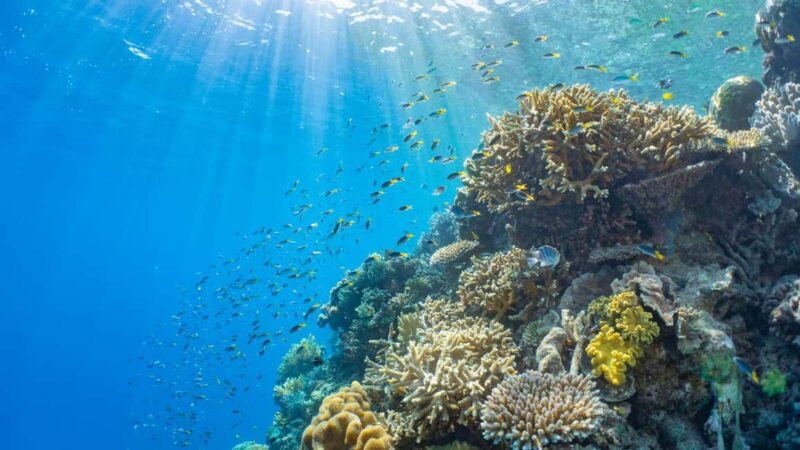From Cairns: Moore Reef, Fitzroy Island Tour with Helicopter - Evaluating the Value