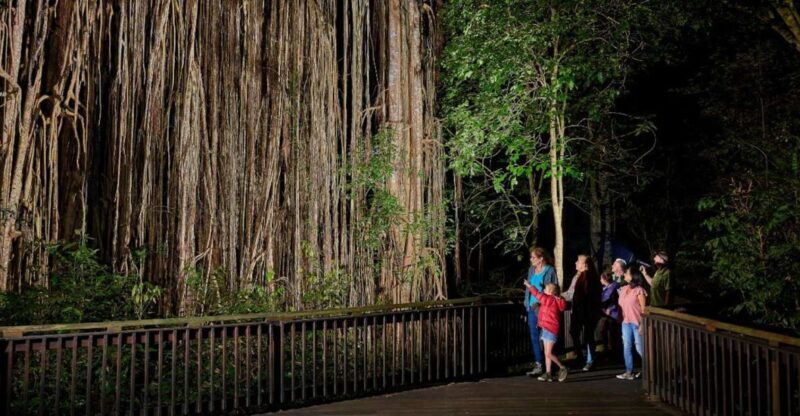 From Cairns: Rainforest & Nocturnal Wildlife Tour - Final Thoughts: Who Will Love This Tour?