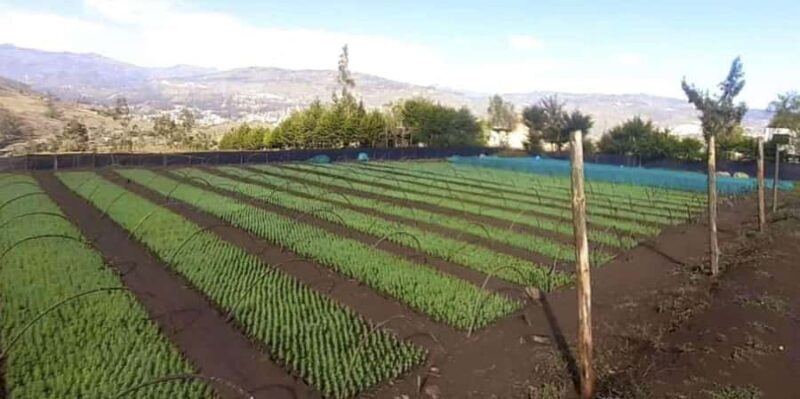 From Cajamarca: Llushcapampa Extreme - Who Is This Tour Best For?