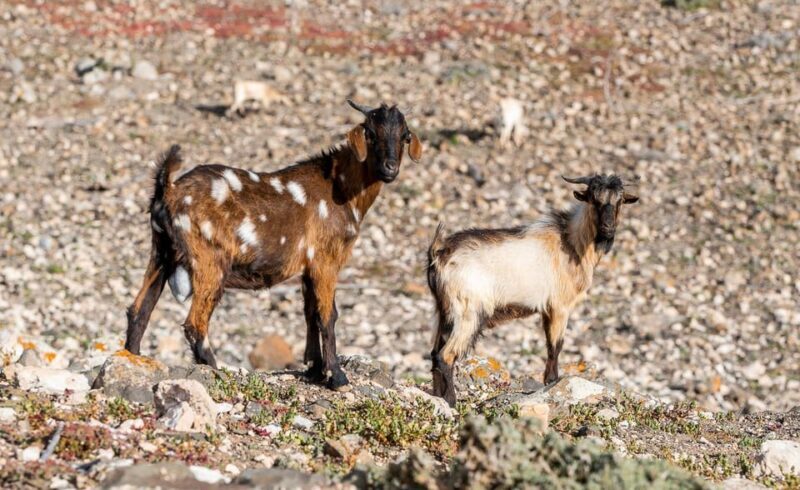 From Caleta de Fuste: Explore Rural Fuerteventura Tour - Key Points
