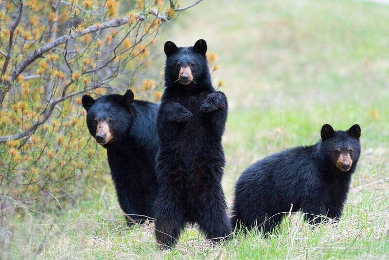 From Calgary: Banff, Moraine Lake and Lake Louise Tour - Exploring the Itinerary in Detail