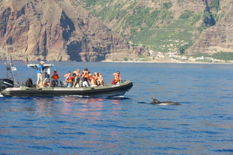 From Calheta: Madeira Whale and Dolphin Watching Boat Tour - Broadening the Experience: What to Expect on This Tour