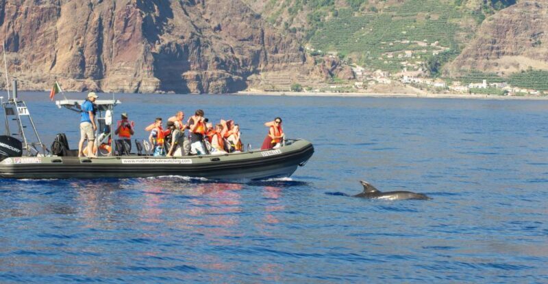 From Calheta: Madeira Whale and Dolphin Watching Boat Tour - The Boat and the Atmosphere