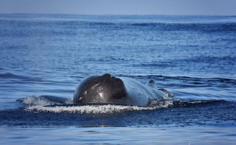 From Calheta: Madeira Whale and Dolphin Watching Boat Tour - The Value of This Tour