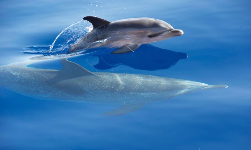 From Calheta: Madeira Whale and Dolphin Watching Boat Tour - Who Will Love This Tour?