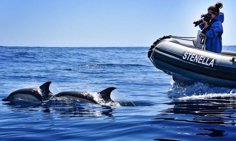 From Calheta: Madeira Whale and Dolphin Watching Boat Tour - Final Thoughts