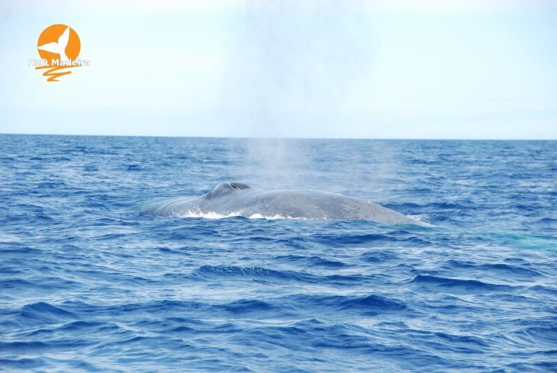 From Calheta: Whale and Dolphin Watching RIB Boat Tour - From Calheta: Whale and Dolphin Watching RIB Boat Tour – An Authentic Marine Adventure in Madeira