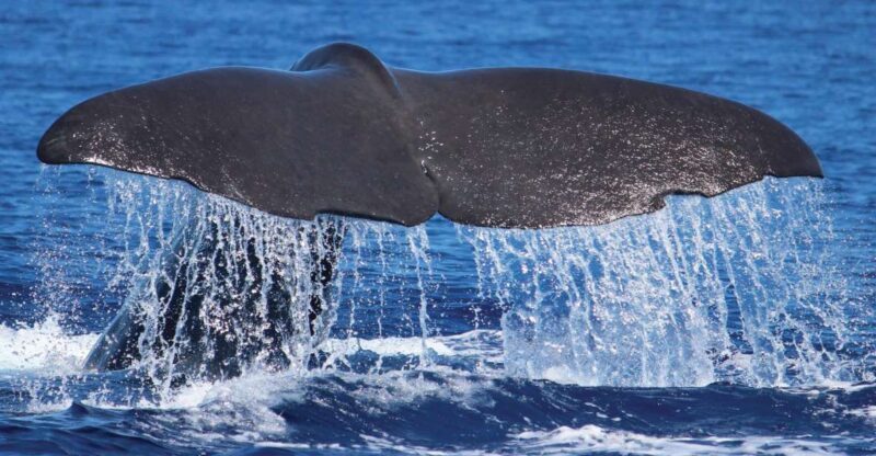 From Calheta: Whale and Dolphin Watching RIB Boat Tour - What Makes This Tour Stand Out?