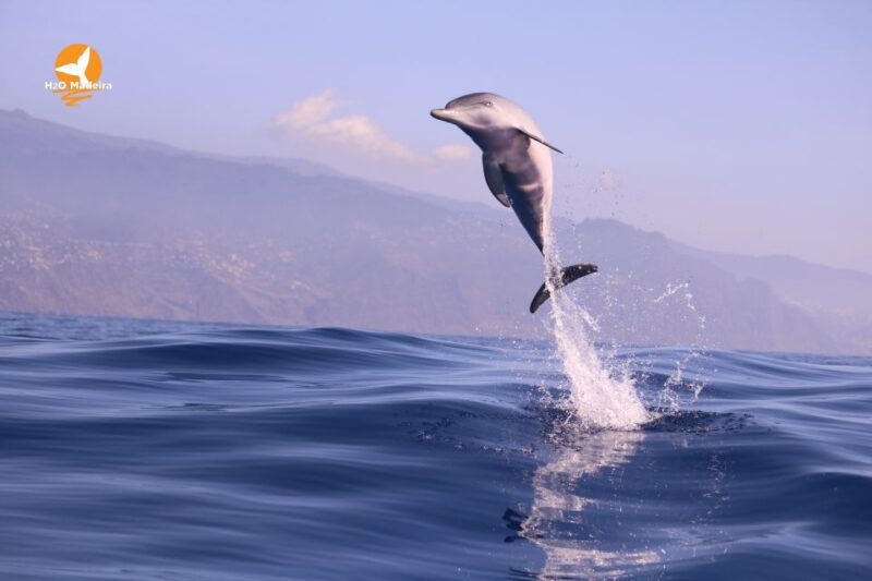 From Calheta: Whale and Dolphin Watching RIB Boat Tour - Final Thoughts