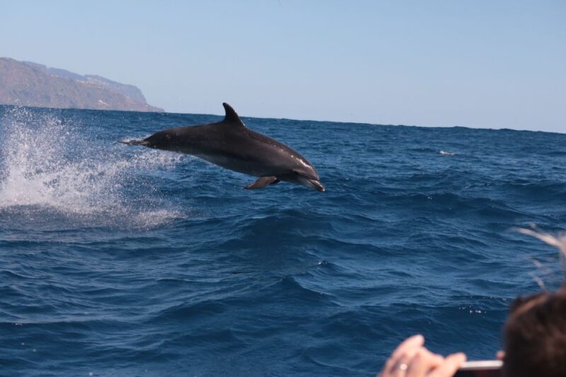 From Calheta: Whale and Dolphin Watching RIB Boat Tour - FAQ