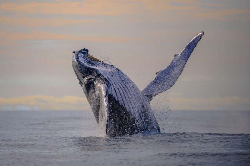 From Cali: Whale Watching Day Trip in Buenaventura - Who Should Consider This Tour?