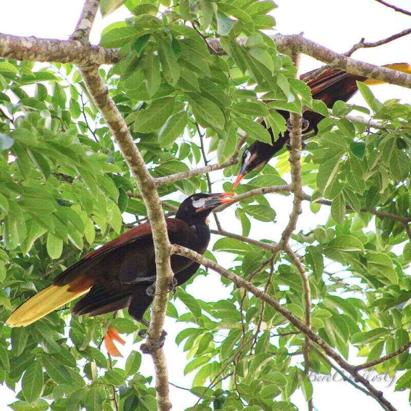 From Campeche: Mamantel River Tour - Key Points