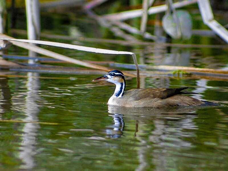 From Campeche: Mamantel River Tour - Who Should Consider This Tour?