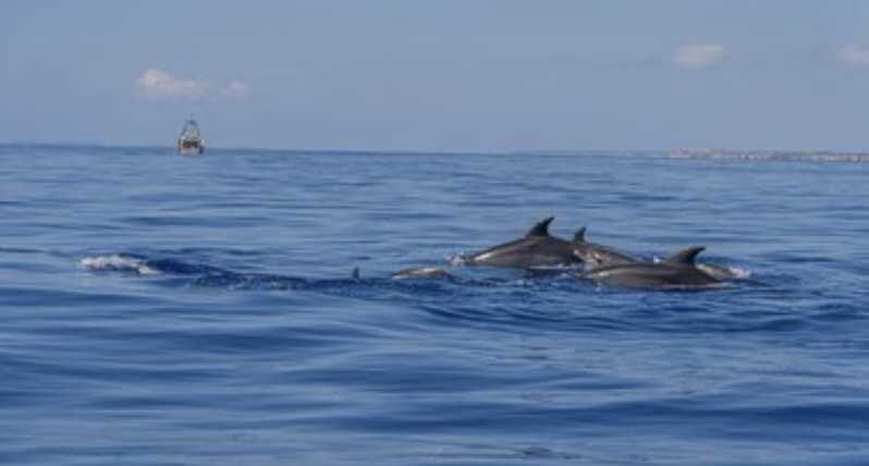 From Can Picafort: Dolphin Watching and Cave Boat Trip - Key Points