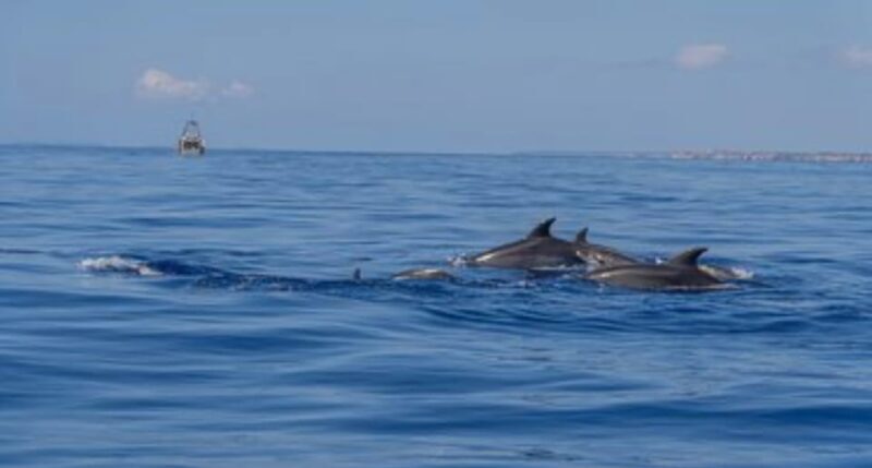 From Can Picafort: Dolphin Watching and Cave Boat Trip - FAQ: Your Practical Questions Answered