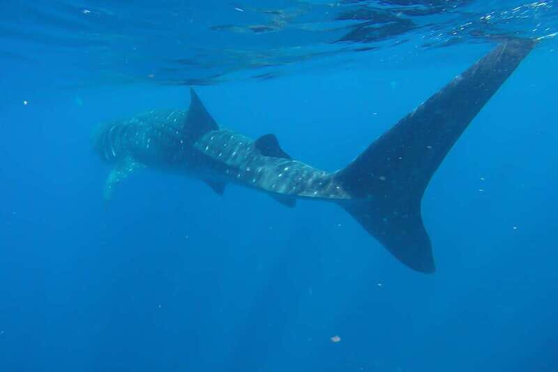 From Cancún: Half-Day Snorkeling with Whale Sharks - The Practical Side: Logistics and Cost