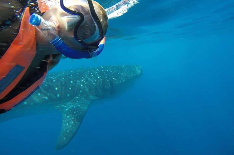 From Cancún: Half-Day Snorkeling with Whale Sharks - The Sum Up