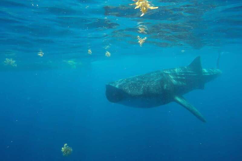 From Cancún: Half-Day Snorkeling with Whale Sharks - FAQ