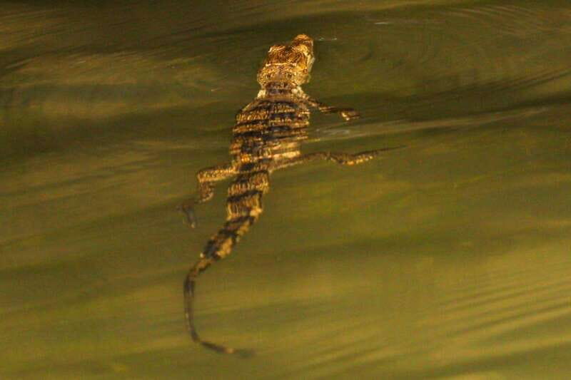 From Cancun: Kantemó Snake Cavern Adventure - Key Points